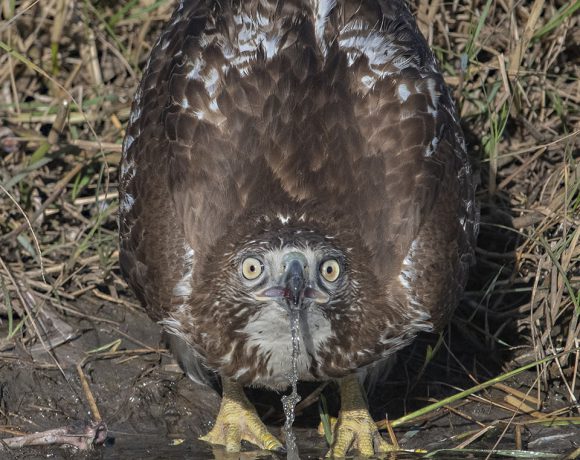 Taking a Drink Taking a Drink