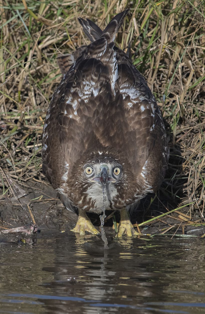 Taking a Drink Taking a Drink