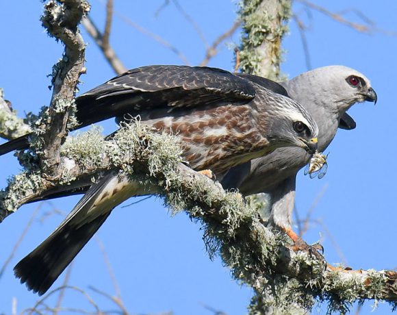 Lunch is Delivered Lunch is Delivered