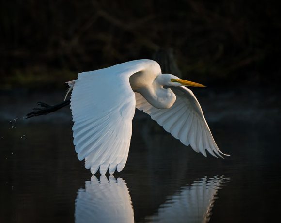Feather Duster Feather Duster