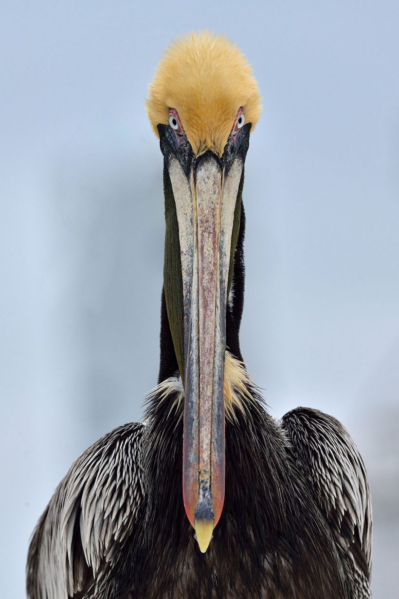 Pelican Portrait Pelican Portrait