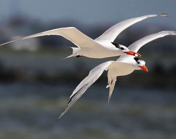 First Date First Date