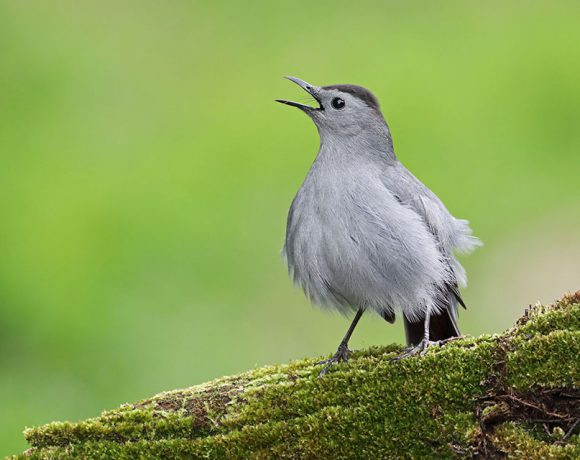 Singing Catbird Singing Catbird