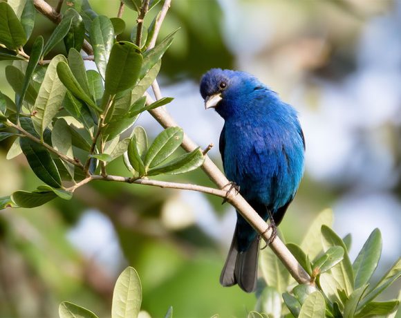 Lafitte’s Petite Lafitte’s Petite