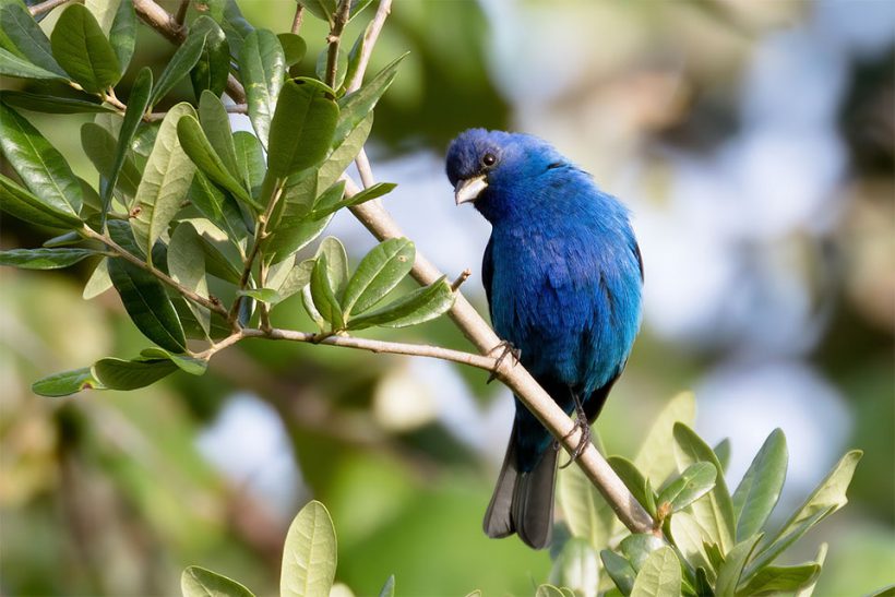 Lafitte’s Petite Lafitte’s Petite