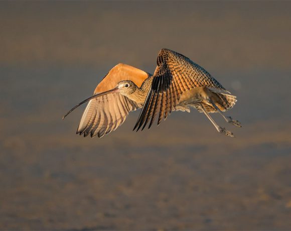 Partial Coverage Partial Coverage