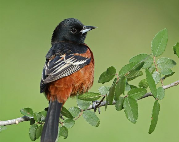 Sitting Pretty Sitting Pretty