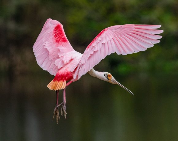 Roseate Spoonbill Roseate Spoonbill
