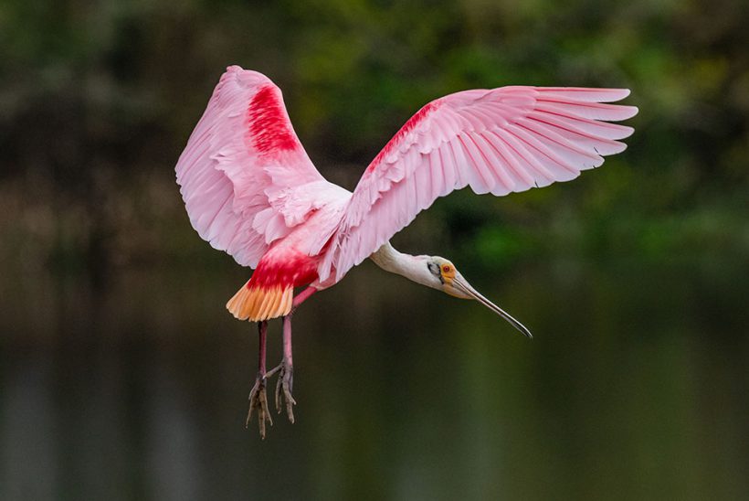 Roseate Spoonbill Roseate Spoonbill
