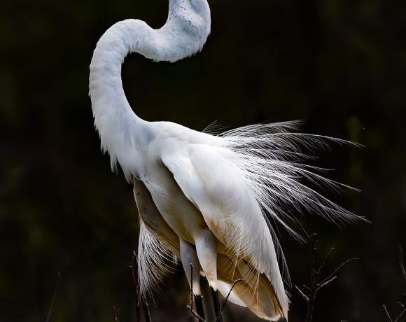Statuesque Great Egret Statuesque Great Egret