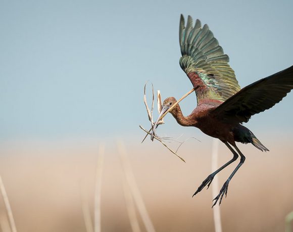 Construction Delivery Construction Delivery