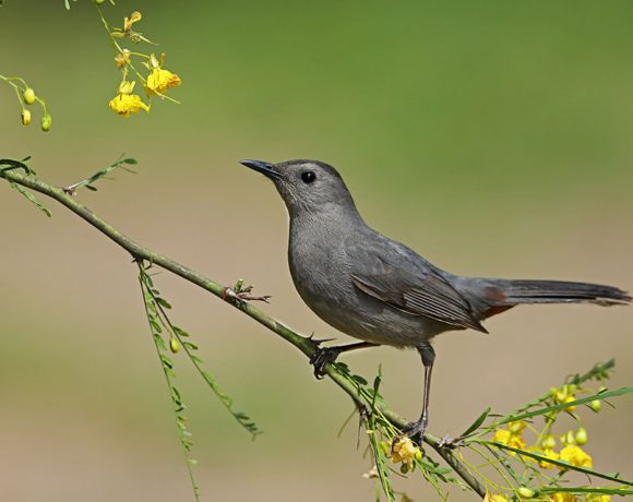 Catbird in Retama Catbird in Retama