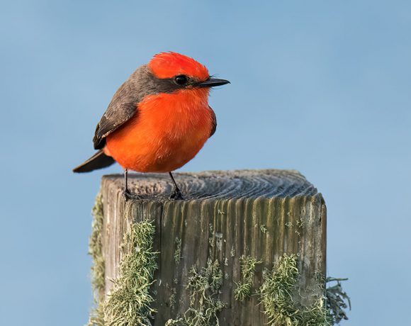 Vermilion Brilliance Vermilion Brilliance