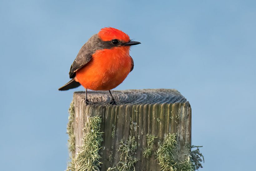 Vermilion Brilliance