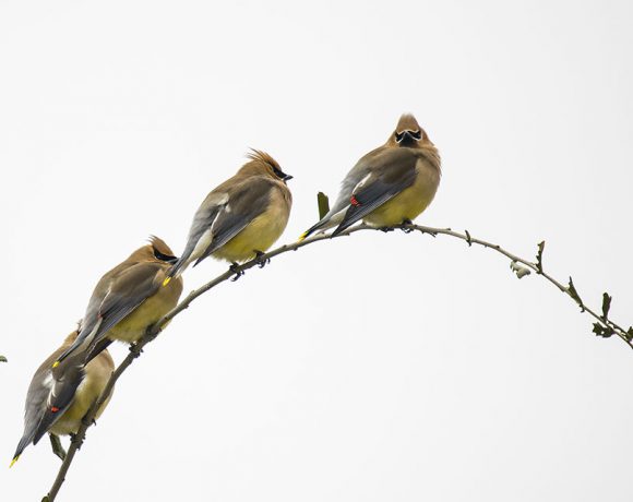 Enduring the Great Freeze of ‘21 Enduring the Great Freeze of ‘21