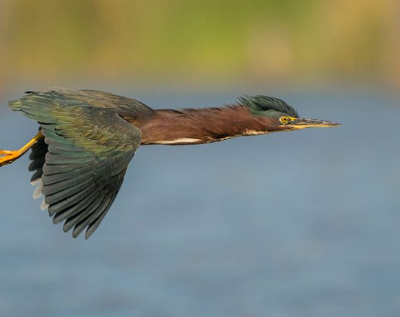 Green Arrow Green Arrow