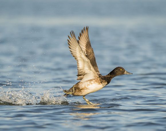 Speed Walking Speed Walking