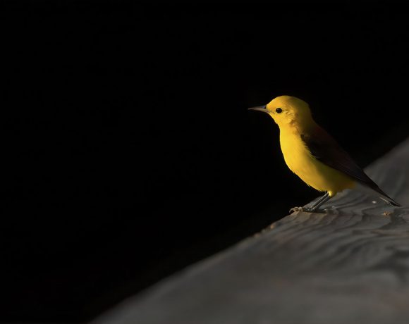 Getting Some Sun Getting Some Sun