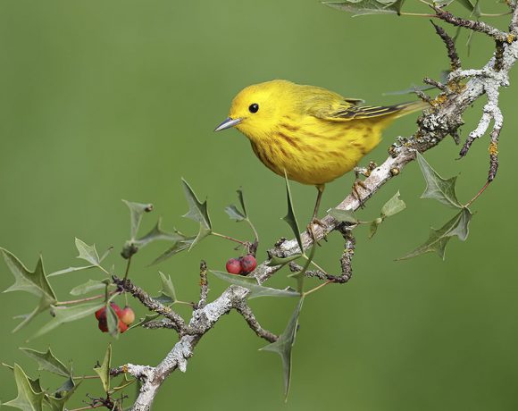 Touch of Yellow Touch of Yellow