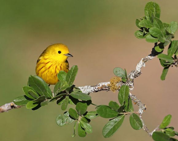 Spring Time Arrival Spring Time Arrival