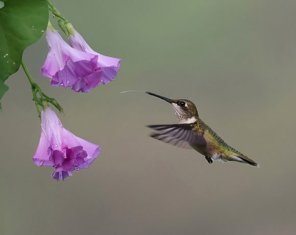 Morning Glory Morning Glory