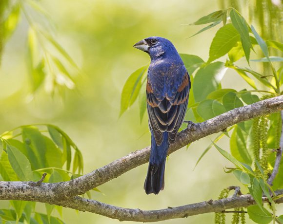 Blue Grosbeak Blue Grosbeak