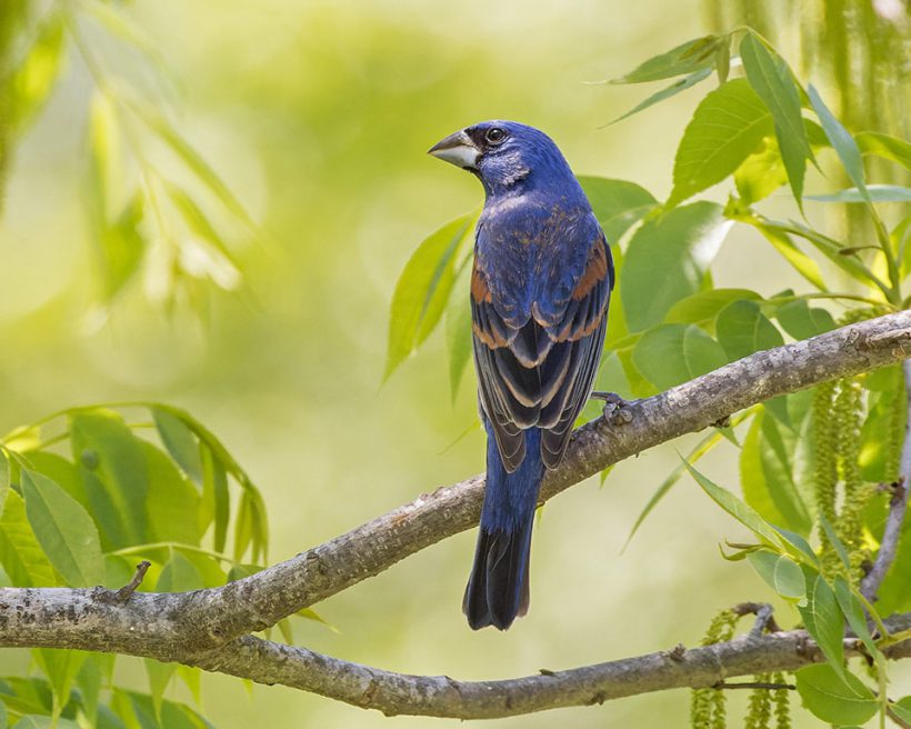 Blue Grosbeak Blue Grosbeak