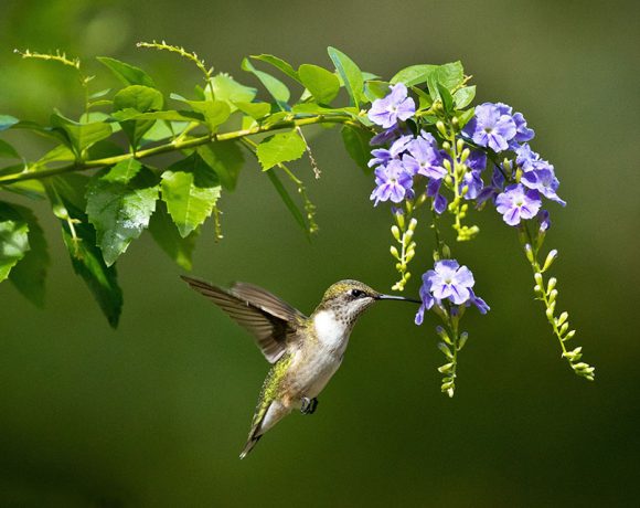Hungry Humming Bird Hungry Humming Bird