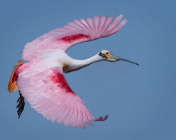 Roseate Spoonbill in Flight Roseate Spoonbill in Flight
