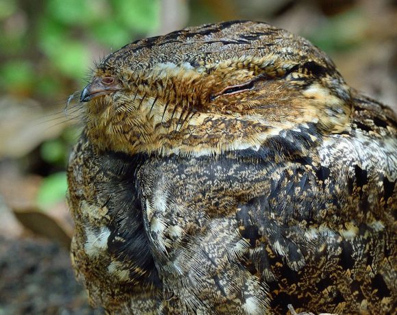 A Little Peek A Little Peek