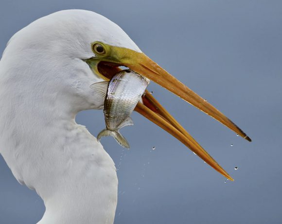 Fresh Catch Fresh Catch