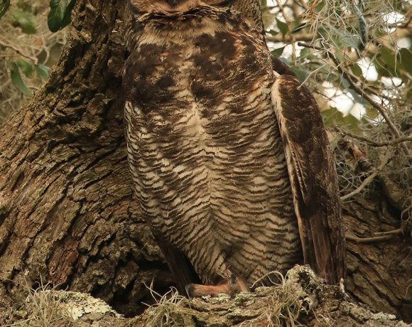 Still Life in Camo Still Life in Camo