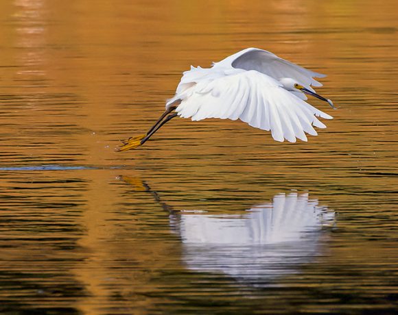 Picking Up Some Breakfast Picking Up Some Breakfast