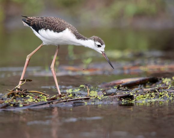 Young Black-necked Stilt Young Black-necked Stilt