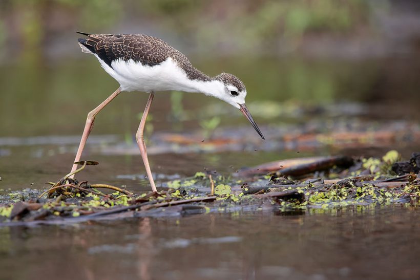 Young Black-necked Stilt