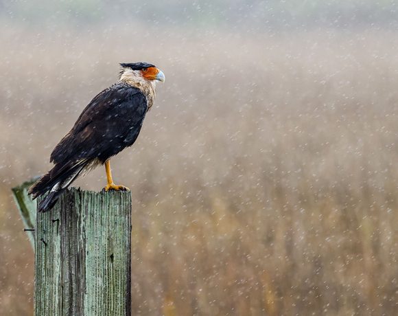 Crested Caracara in the Rain Crested Caracara in the Rain