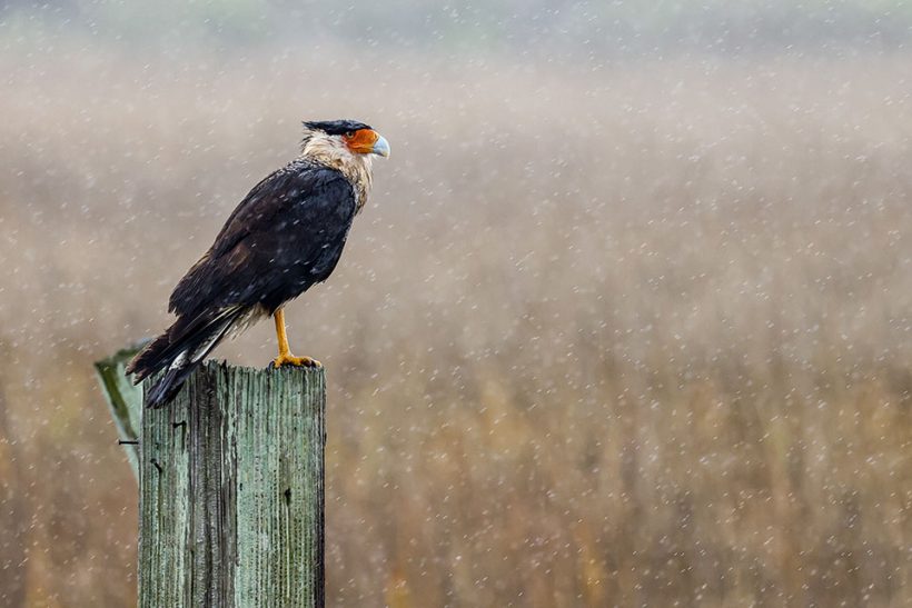 Crested Caracara in the Rain