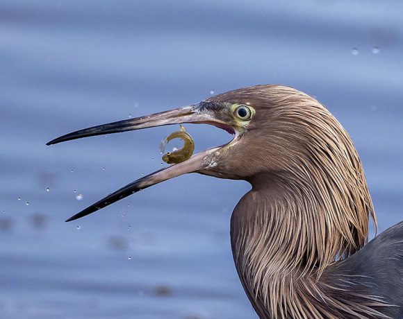 Catch of the Day Catch of the Day