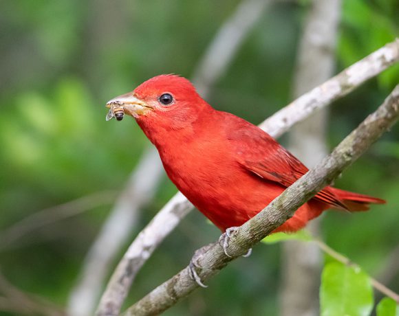 Don’t Bee Late for Dinner Don’t Bee Late for Dinner