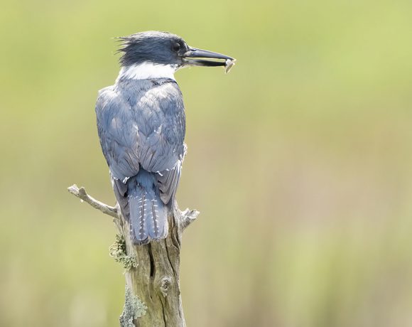 Kingfisher with Breakfast Kingfisher with Breakfast