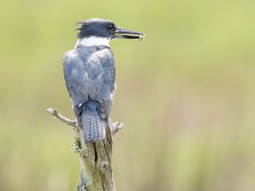 Kingfisher with Breakfast