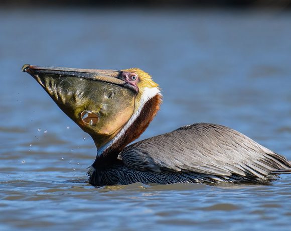 Escape Hatch Escape Hatch