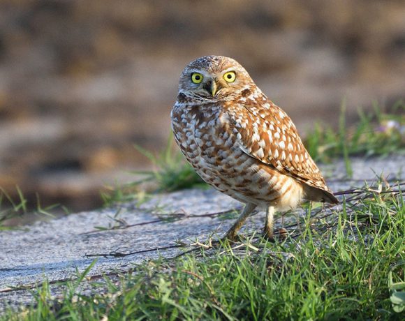 Morning Lookout Morning Lookout