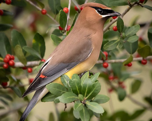 Cedar Waxwing Profile Cedar Waxwing Profile