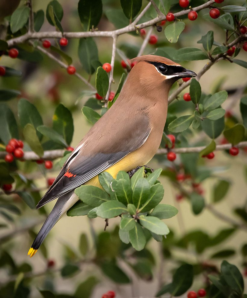 Cedar Waxwing Profile Cedar Waxwing Profile