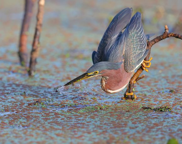Green Heron Fishing Green Heron Fishing