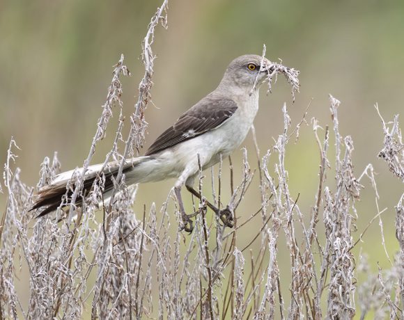 Mockingbird Gathering Nesting Material Mockingbird Gathering Nesting Material