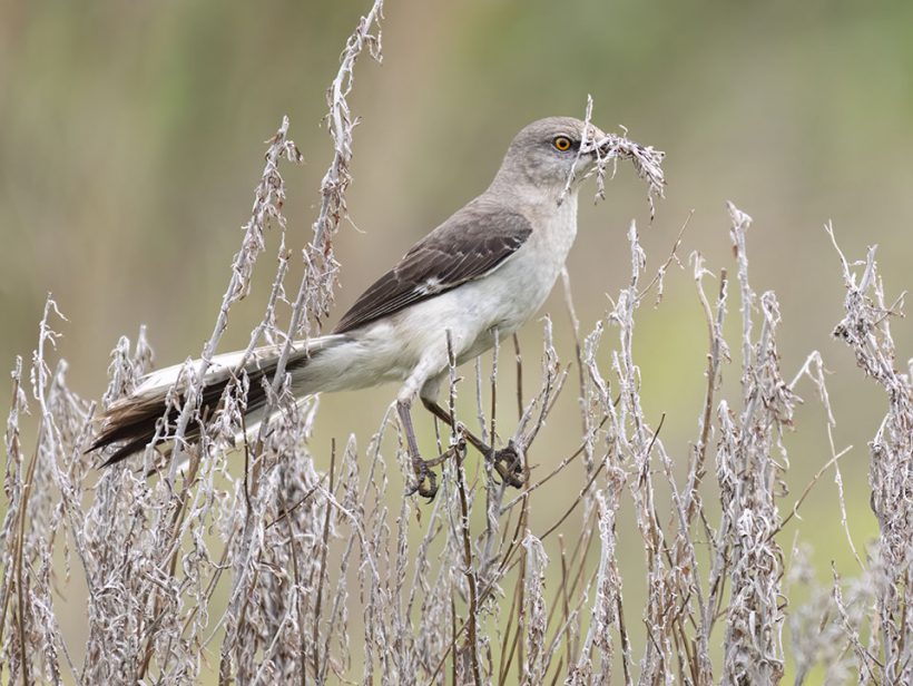Mockingbird Gathering Nesting Material