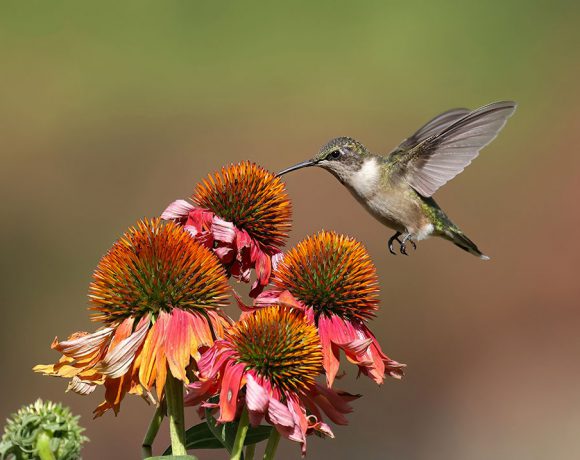 Coneflower Snack Coneflower Snack