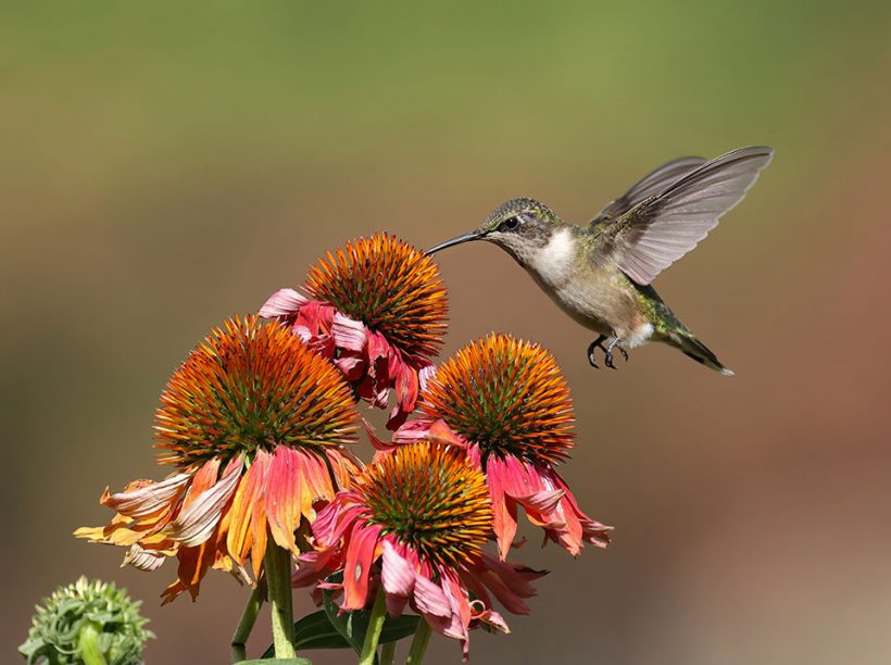 Coneflower Snack